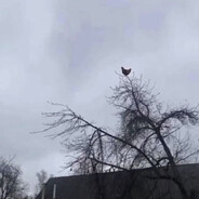 cluckes