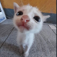 meow♿