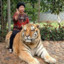 Tigerrider