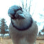 1Blujay