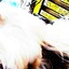 seagulls_like_u