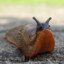 Slugs
