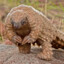 Pangolin