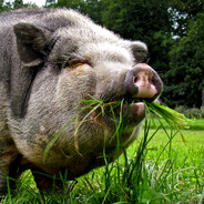 Marihuanin69Skins.army