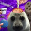 Terraria player