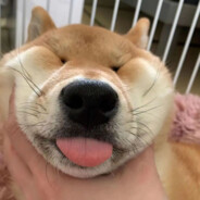 无敌霹雳小飞机