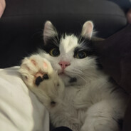 9420 - steam id 76561199750330338