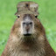 Lt. Col. Capybara