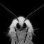 Moth