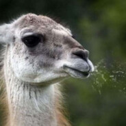 Acid Spitting Llama