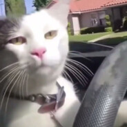 🗿Cat driving CAT🗿𓀐𓂸