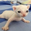 Ocelot