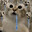 metalbear87