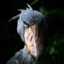 ShoeBill