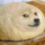 dogbread77