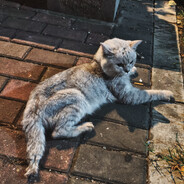 你的她韩着他的它