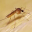 mosquito