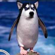 UKIUKI
