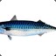 mackerel