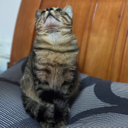 EsportsMasters Hallwee