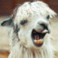 Beta Llama