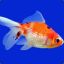 Dr. Fishy&#039;s Pet Fish