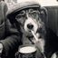 Hipster Dawg