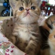 小菜唧唧赢一把就睡