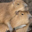 Capybara