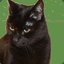 avocado_cat