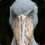 The Stuborn Stork