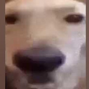 Butta Dawg