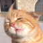 无害小猫