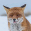 foxset