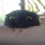kotomilerwampir