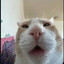 kitty