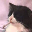 _MeowYourBussines_