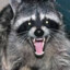 Raccoon