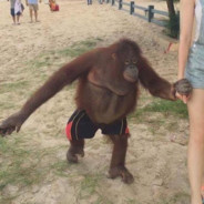 zhou xinyu estou a caminho