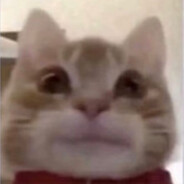 funky cat