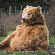 fatass bear