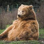 fatass bear