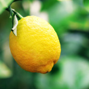 Lemon