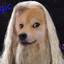 DumbleDoge