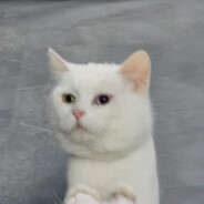 Аватар pusicatt
