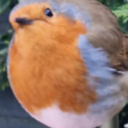 Birb avatar