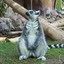 luckyylemur.2