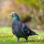 pigeon鳩