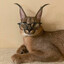 Avatar of Feinster
