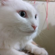 单车浪人16XX